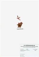 藏品(旋花藻)的圖片